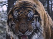 A Tigris: Egy vadász legendája