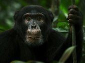 A csimpánzok birodalma