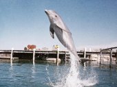 A delfin napja
