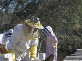 A méhek világa