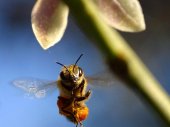 A méhek világa