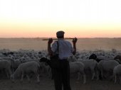 A pásztor