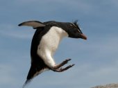 A pingvinek csodálatos világa