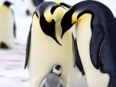 A pingvinek csodálatos világa