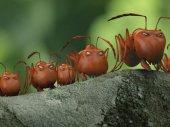 Csodabogarak - Az elveszett hangyák völgye