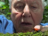 David Attenborough: Az élet színei