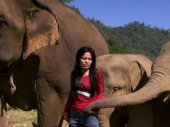 Elefántokkal suttogó