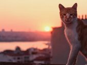 Kedi - Isztambul macskái