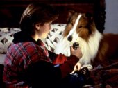 Lassie az igaz barát