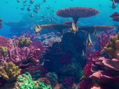 Picúr és az elvarázsolt korallzátony legendája