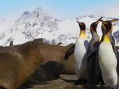 Pingvinek: Megismerkedés a családdal