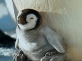 Pingvinek: Megismerkedés a családdal