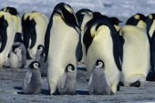 Pingvinek vándorlása