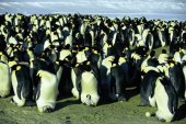 Pingvinek vándorlása