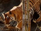 Tigris: Kém az esőerdőben